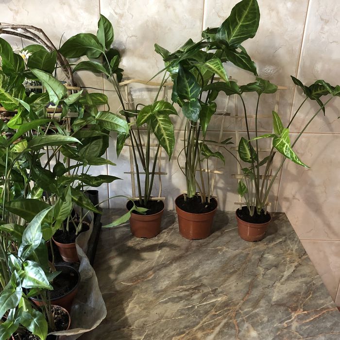 Сингониум Salvadorensis.