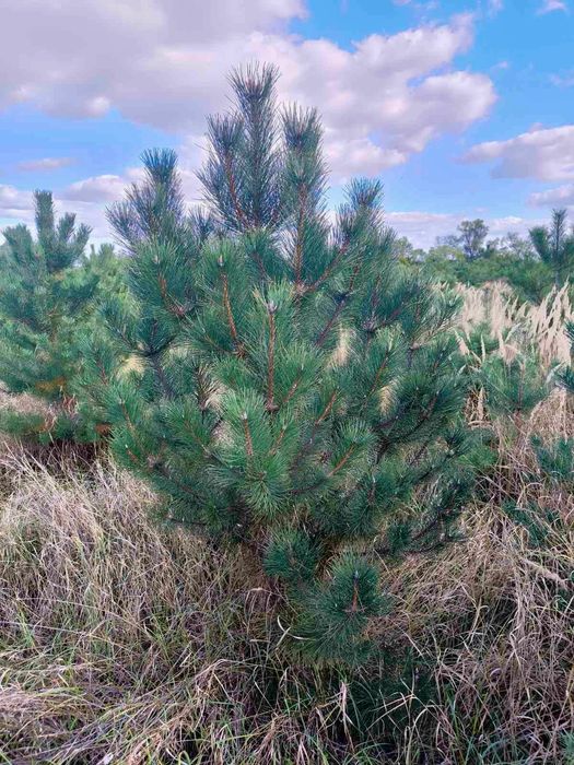 Новорічна ялинка (сосна Кримська). Новогодняя елка.