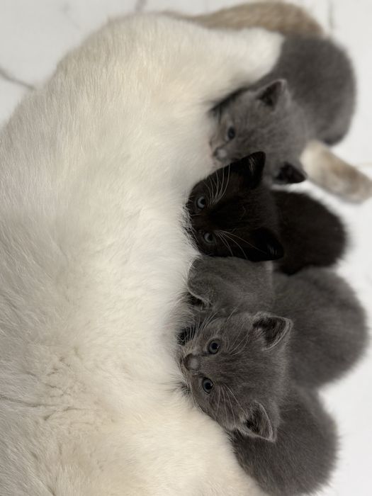 Віддам котят в добрі руки