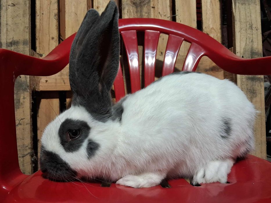 Samiec Olbrzym Srokacz Niebieski OSN