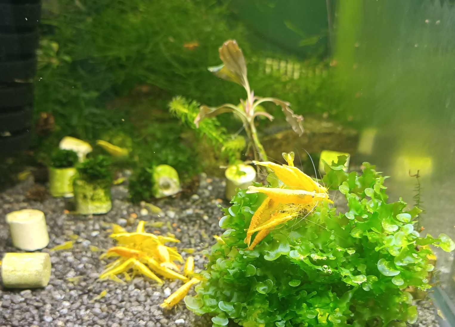 krewetka Yellow NEON , krewetki żółte ,  30 sztuk + roślinka PROMO