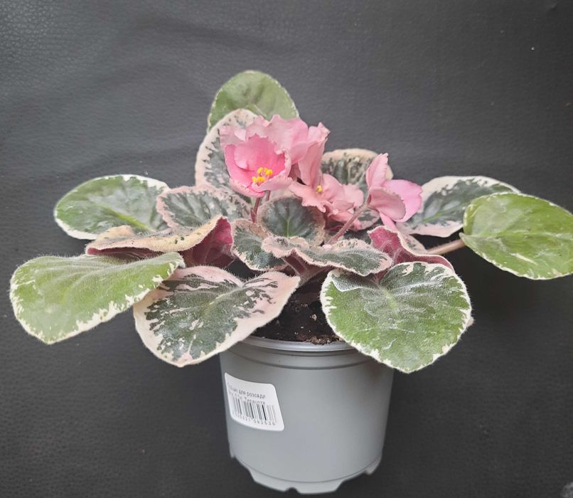 Молода фіалка Dn_Цвіт сакури. Зацвітає