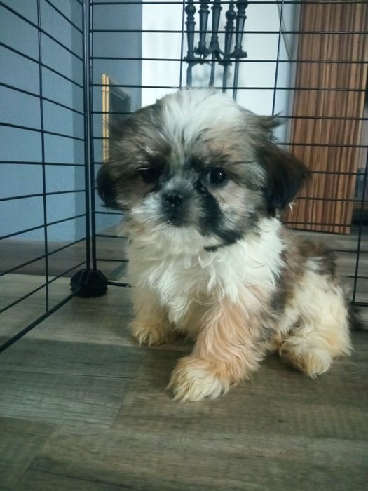 Shih-tzu mini suczka