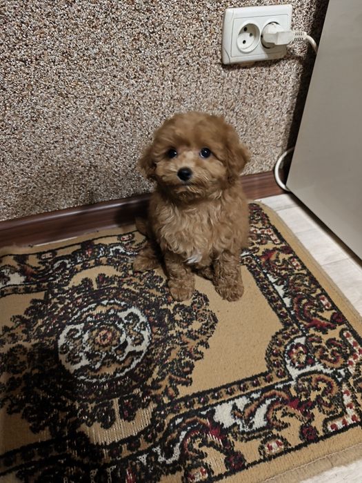 Дівчинка той пуделя 2,5 міс.