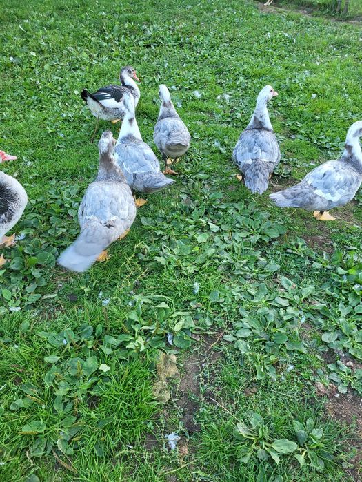 Gęsi,  Kaczki francuskie i bieguski żywe i tuszki
