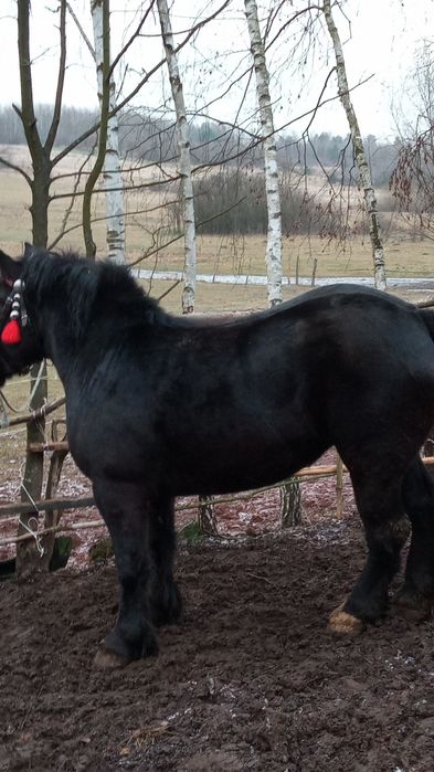 Klacz sztum zimnokrwista zrebna