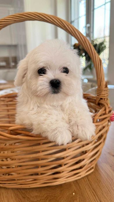 Maltańczyk Piękny Piesek z Rodowodem. Mini. Do odbioru.