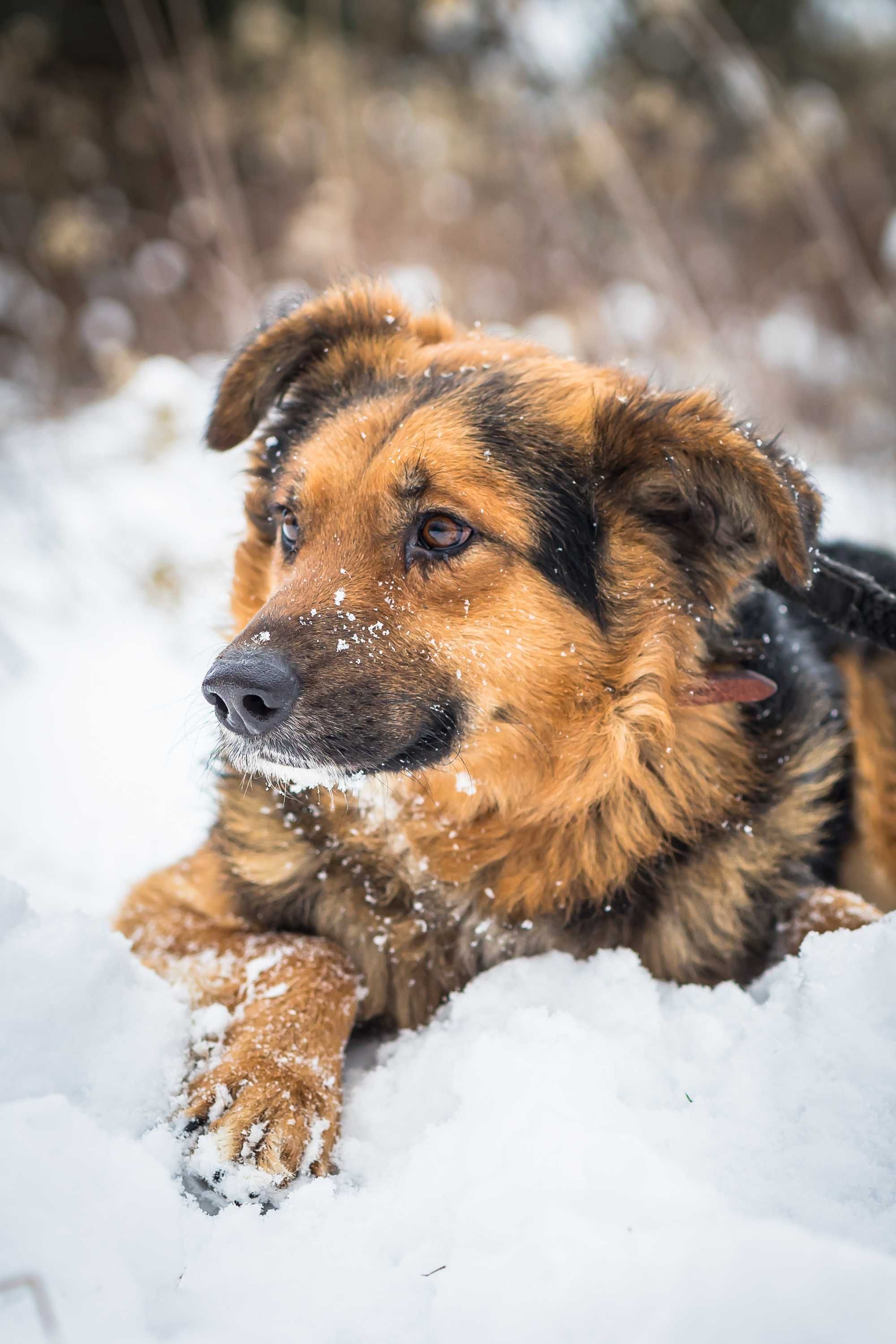 Teo czeka na adopcje