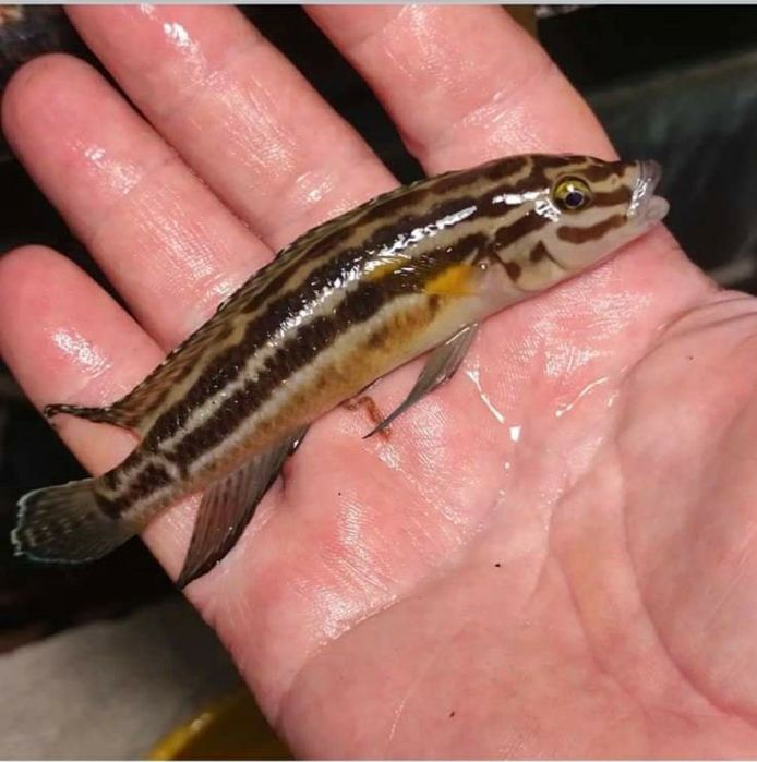 Продам Юлідохроміси Танганійска цихліда