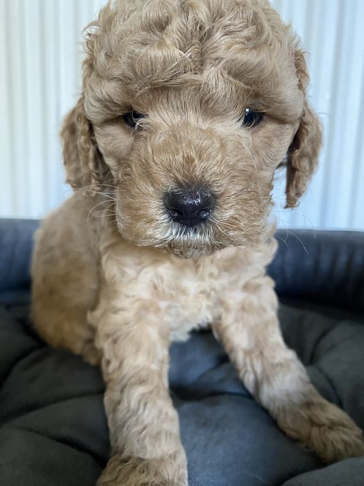 Cavapoo F1B Arya Cavapoo&Pudel Miniaturowy