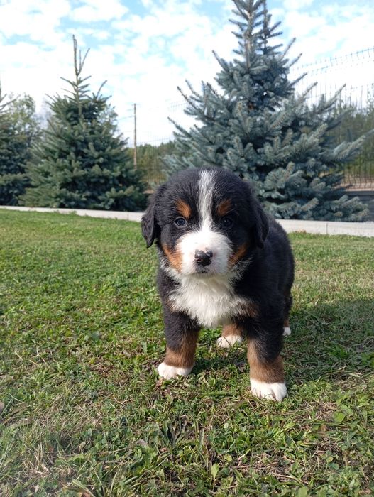 Berneński pies pasterski