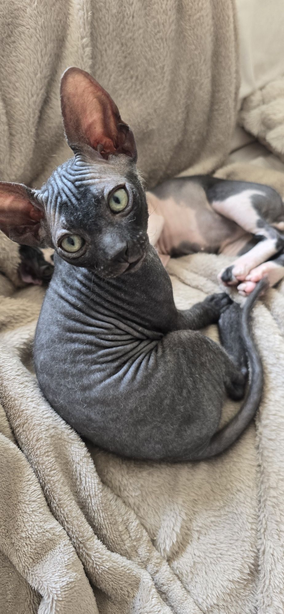 WCF DON Sphynx kotek