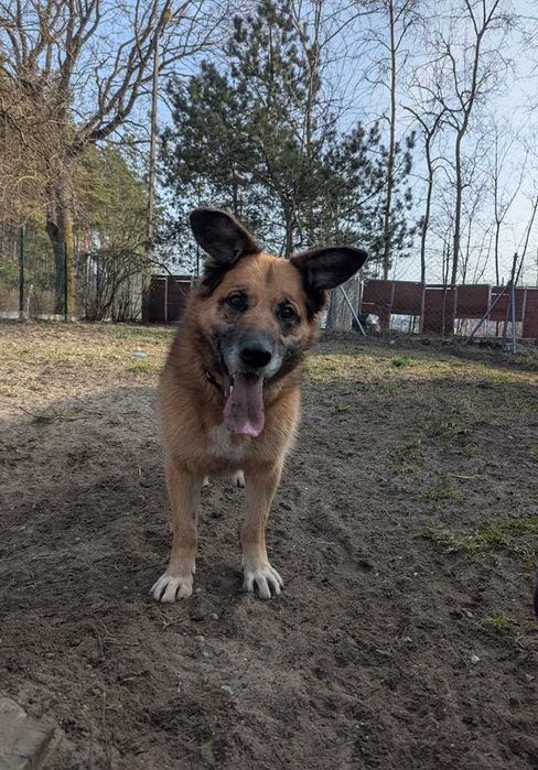 SONIA - Schronisko dla Zwierząt w Ostródzie