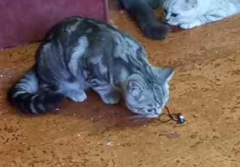 Gato British Shorthair