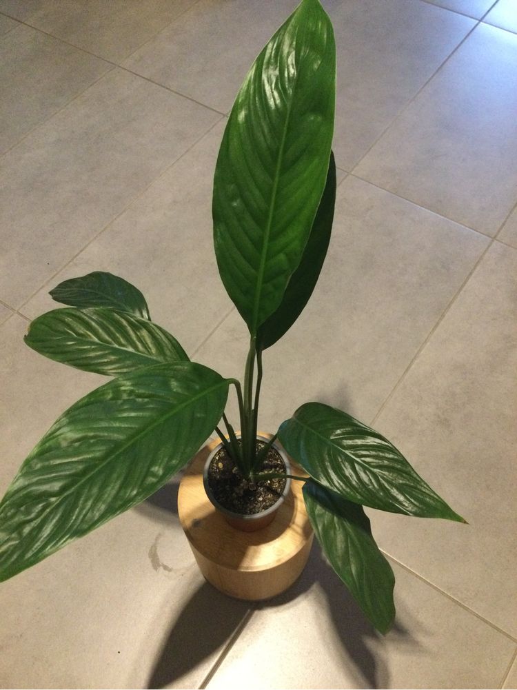 Kwiat skrzydłokwiat Spathiphyllum