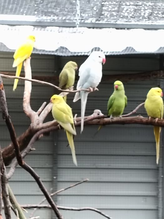 Cedência Ring Necks