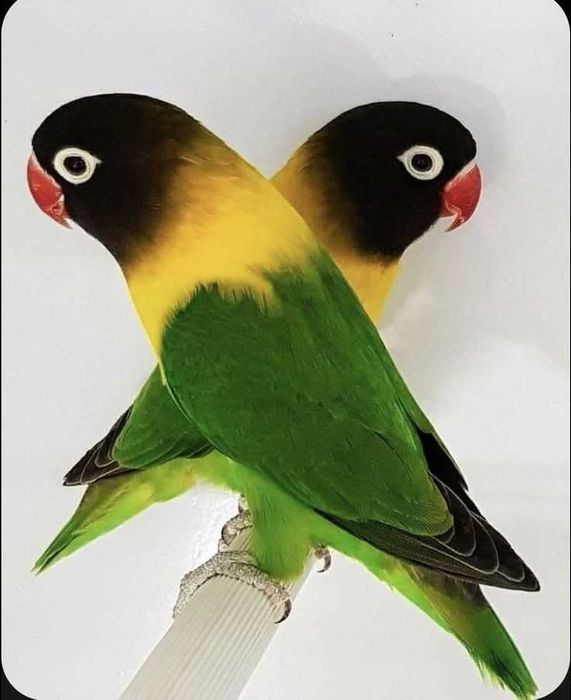 Vendo ficher e personatas