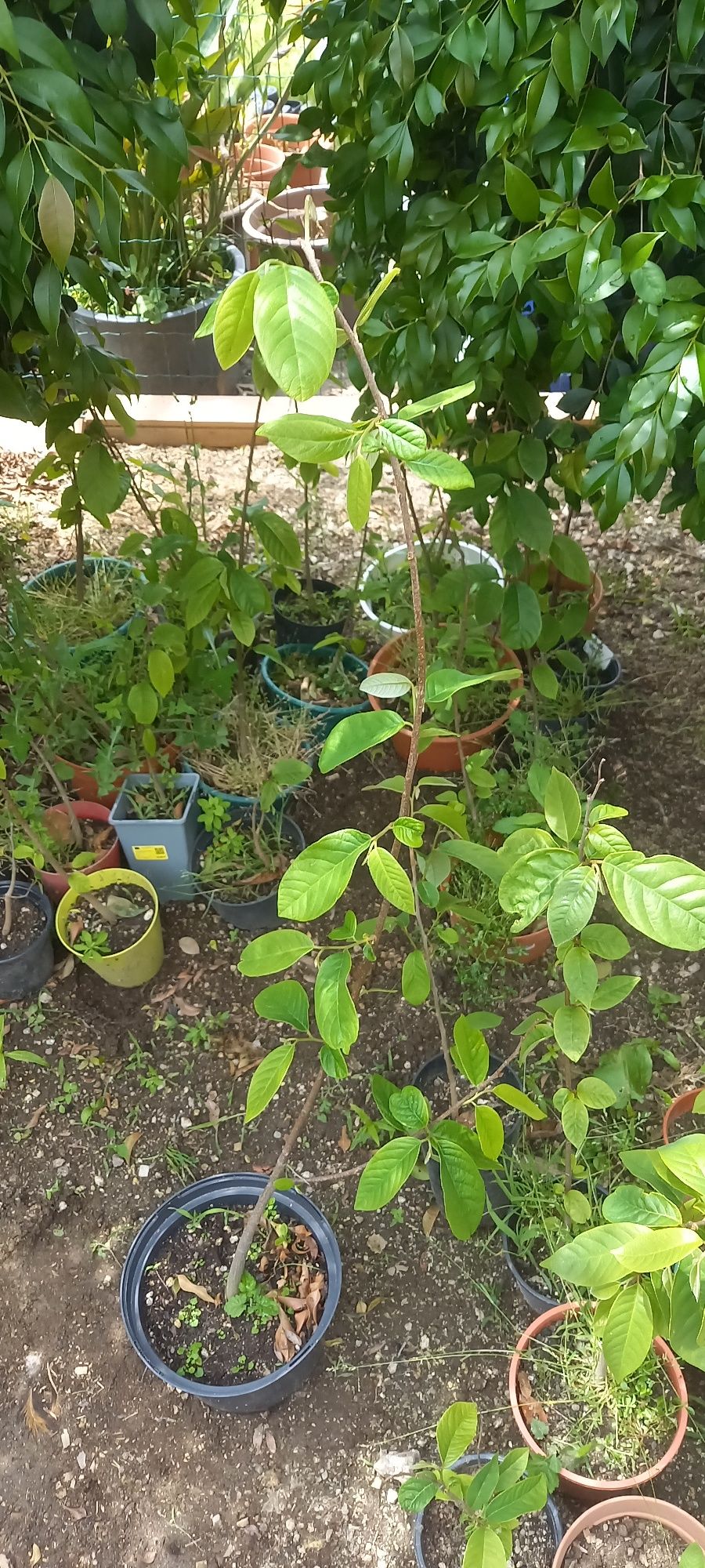 Anona cherimoya em vaso