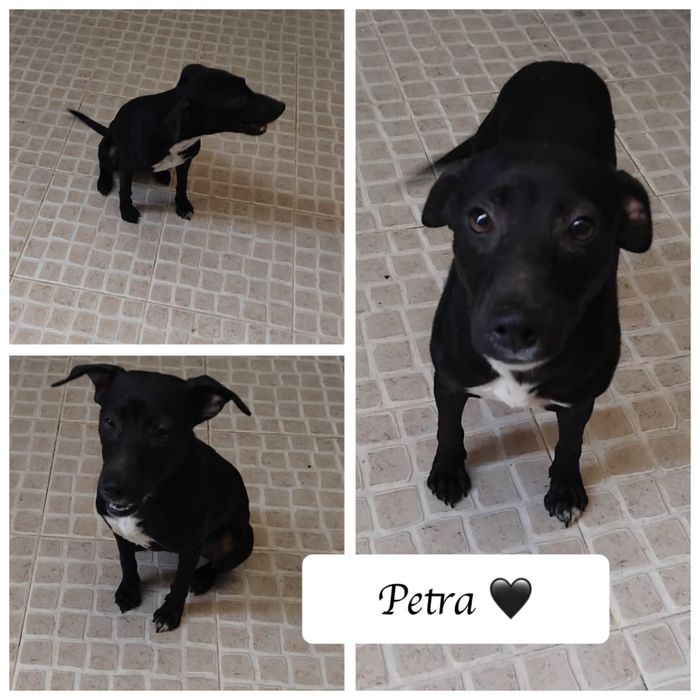 Cachorrinha 8 meses muito meiga para adoção responsável