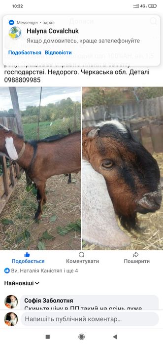 В'язка 100%АН цап шукає кізок