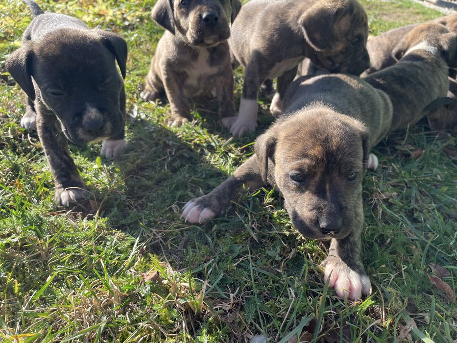 щенята підбуля