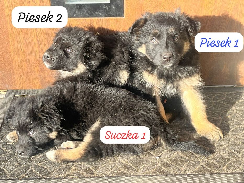 Oddam pieski za darmo
