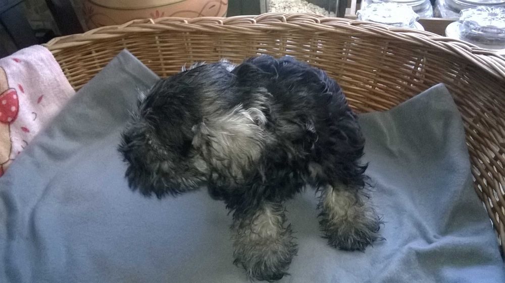 sznaucer miniaturowy