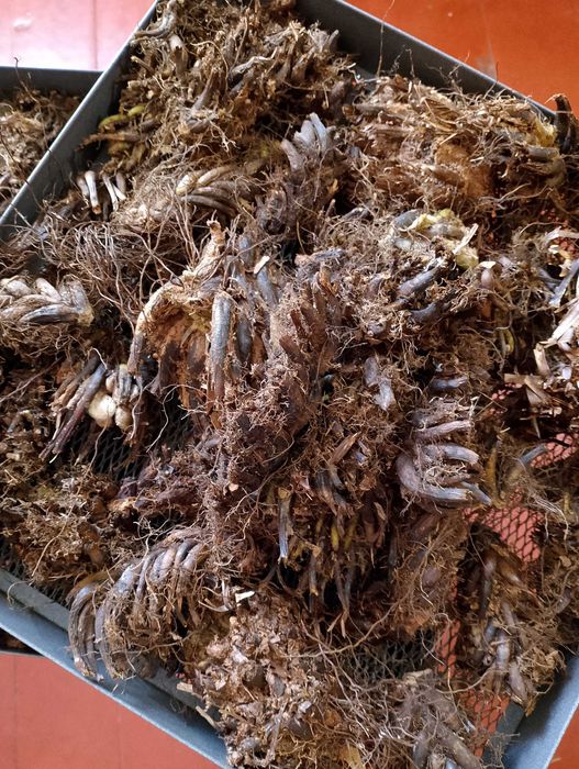 Папоротника корень