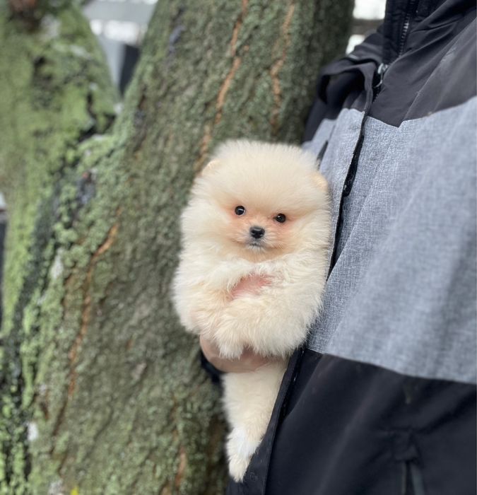 Маленький померанский шпиц мальчик