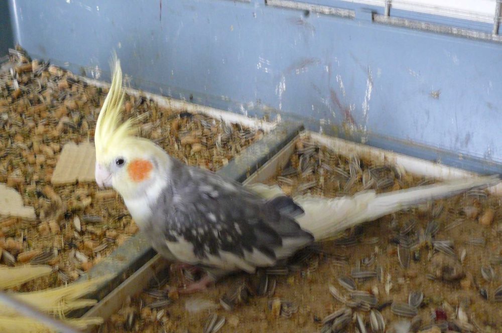 Papugi nimfy młoda ,  tego roczna , niespokrewniona para