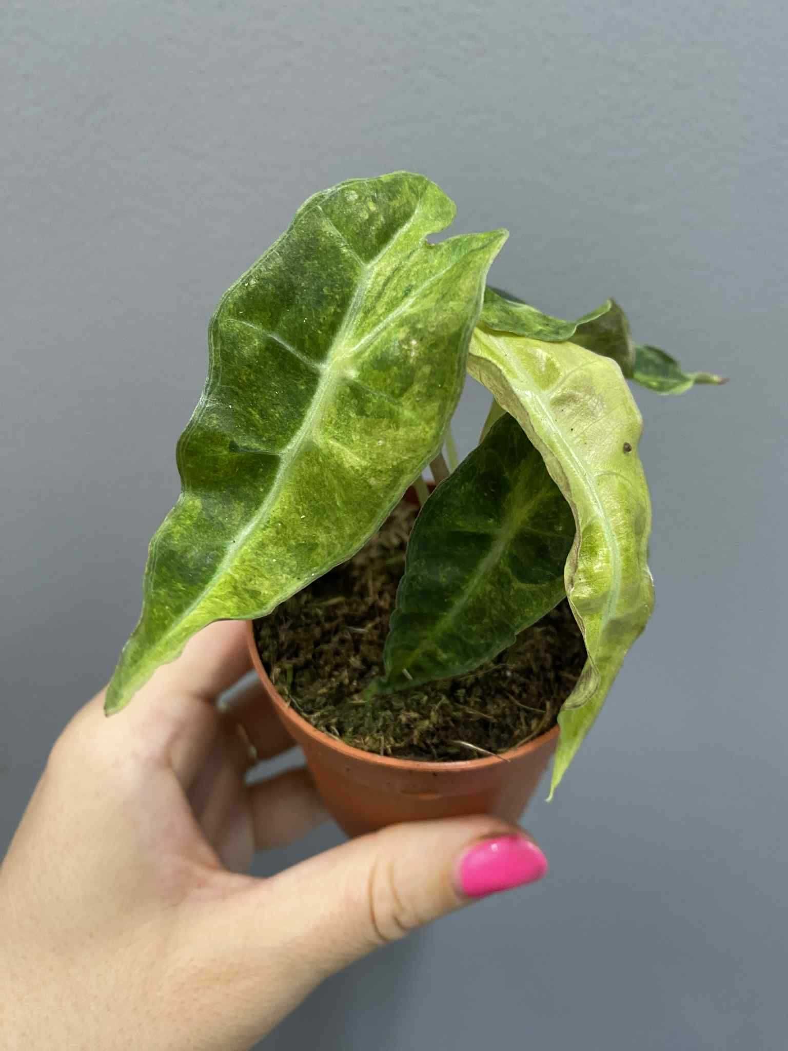 Alocasia Polly Variegata Aurea
