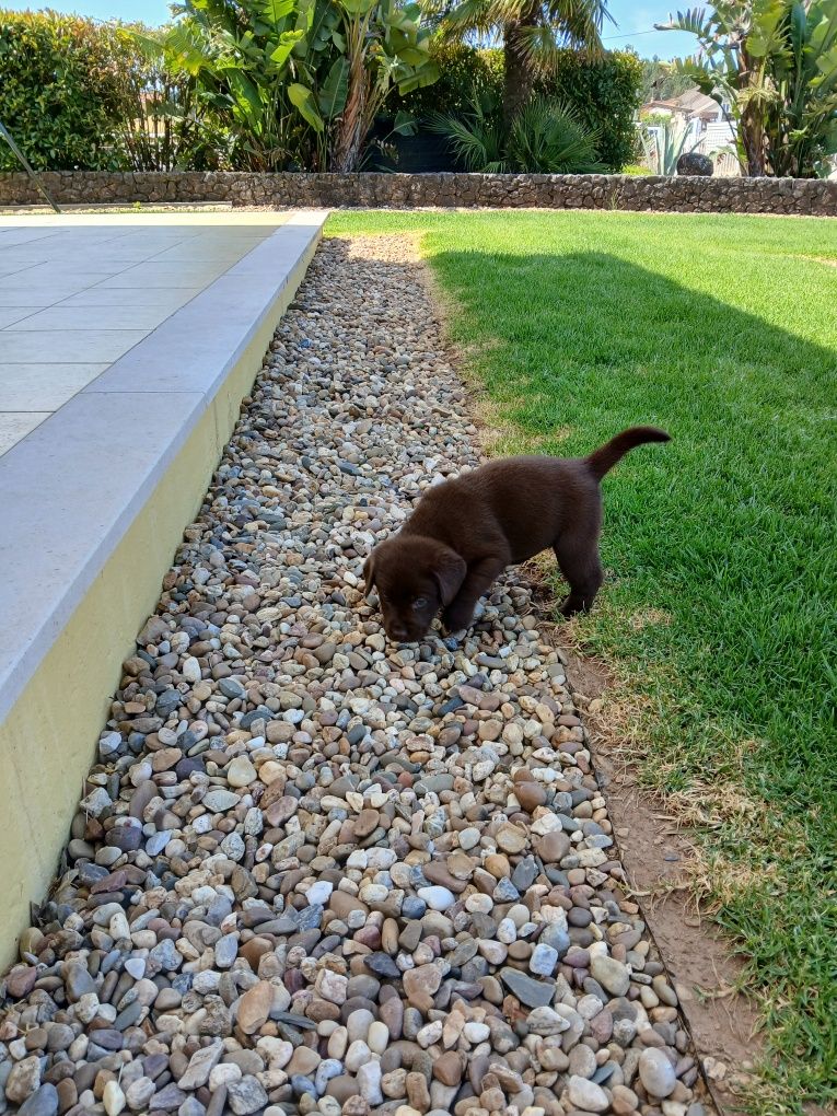 Labrador Fêmea  com Lop