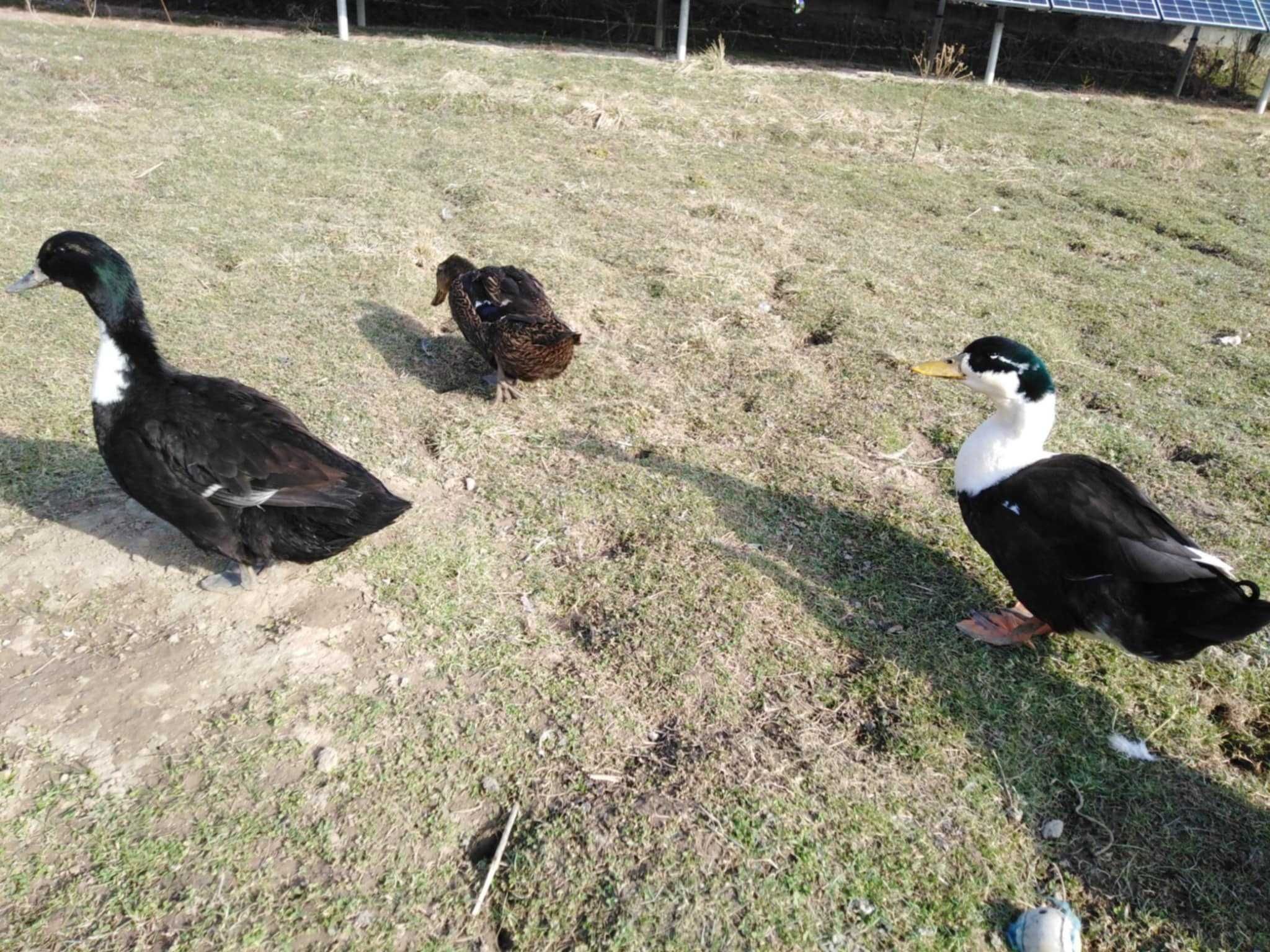 KACZKI DWORKI młode i dorosłe
