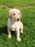 Labrador retriever