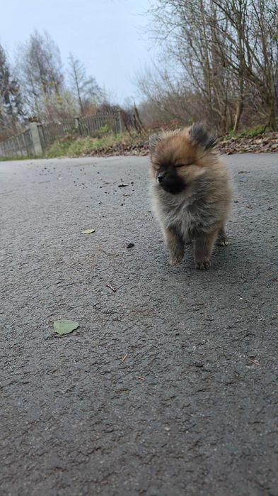 Pomeranian , szpic miniaturowy- śliczny , malutki piesek- filmiki