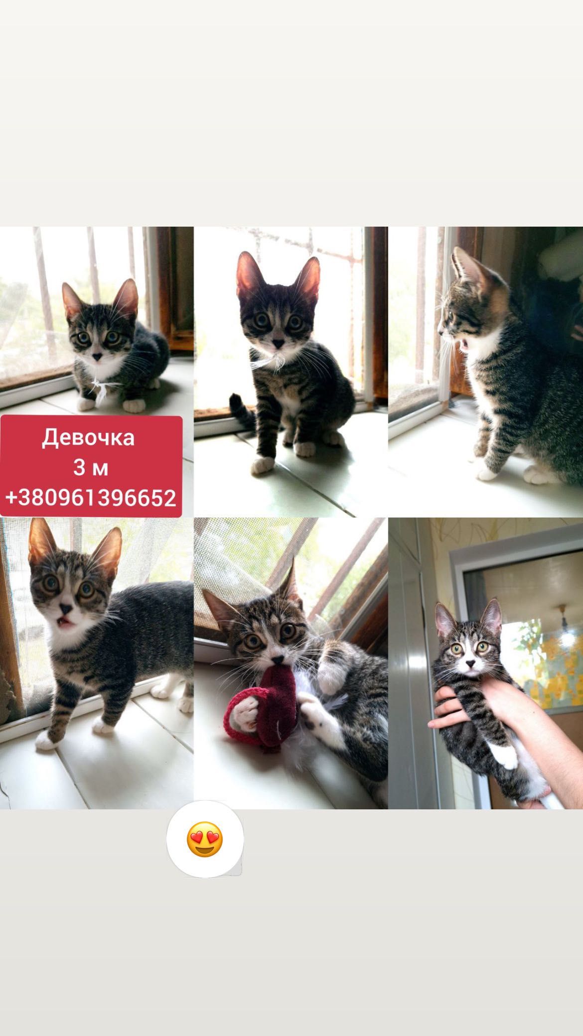 Срочно заберите котенка, пожалуйста
