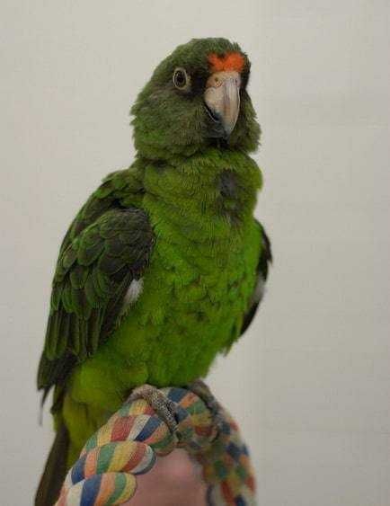 Птенцы конголезского попугая, очаровательные