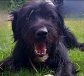 Bambik do adopcji