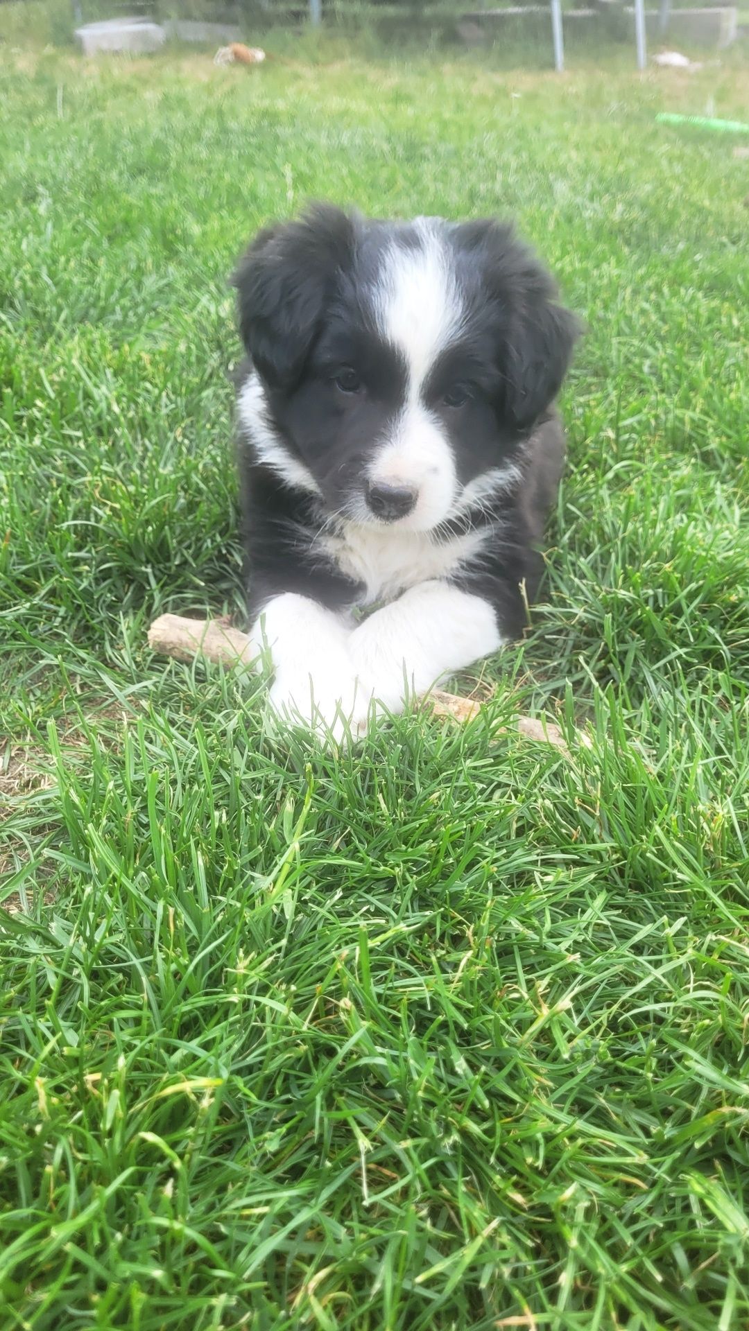 Sprzedam pieska rasy Border collie z rodowodem