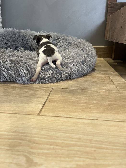 Cudny Łaciaty Niebieski Chihuahua *Miniaturka*
