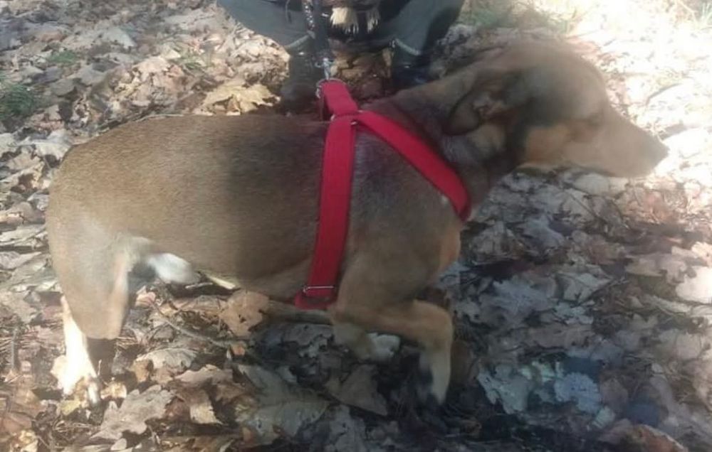 Zaginął mały brązowy/rudy mieszaniec