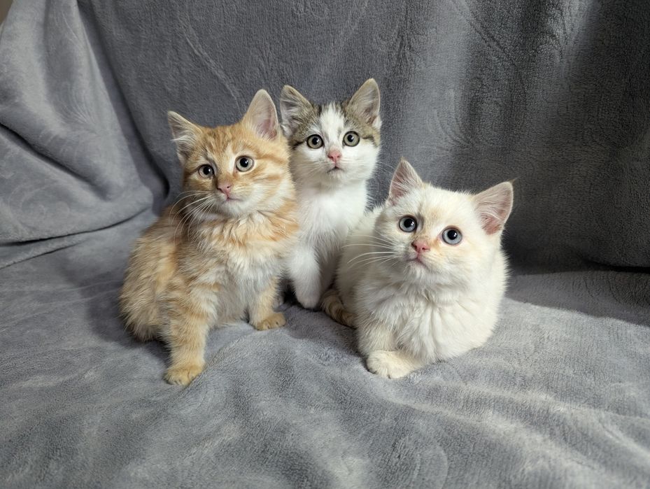 Кошенята шукають домівку