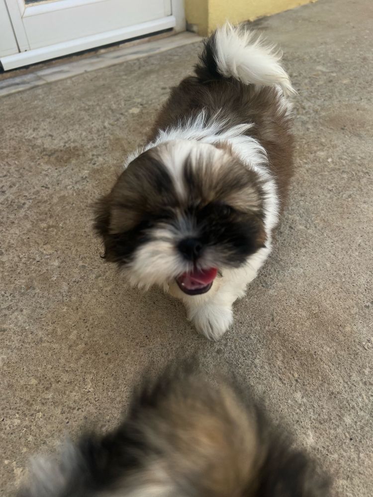 Shih-tzu macho.