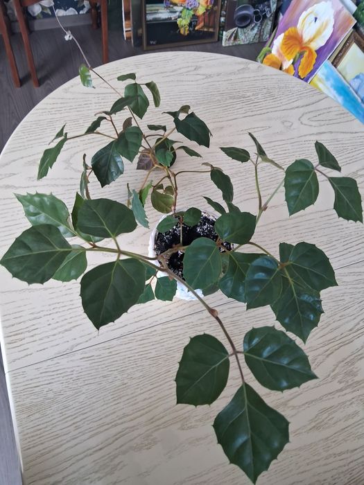 Кімнатний виноград ліана