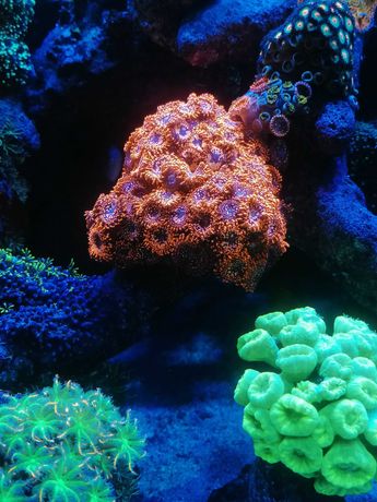 Zoanthus utter chaos szczepki prem koralowce akwarium morskie Czernica