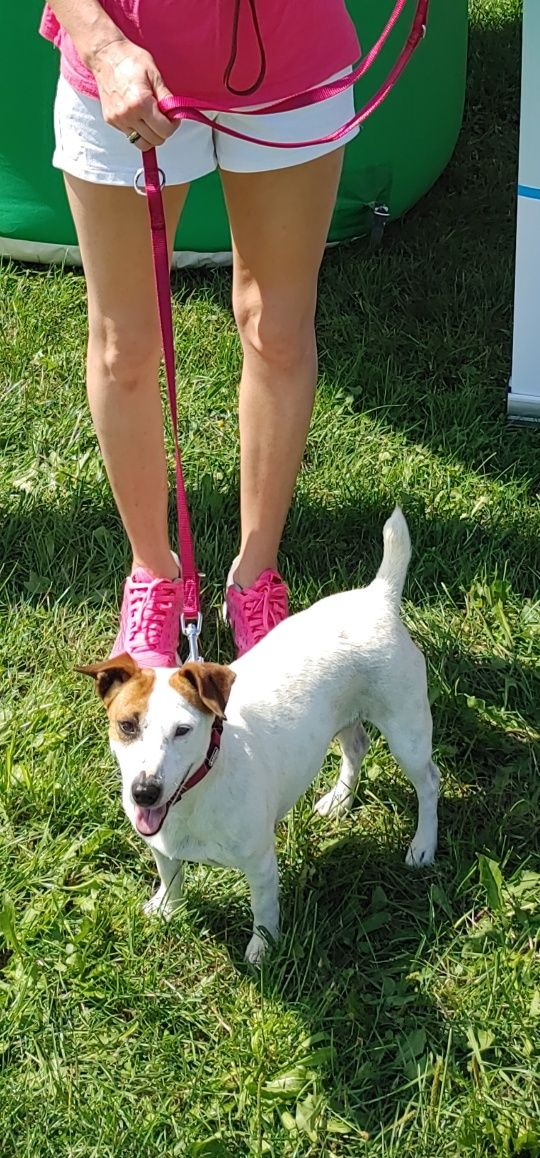 Piesek Jack Russell Terrier