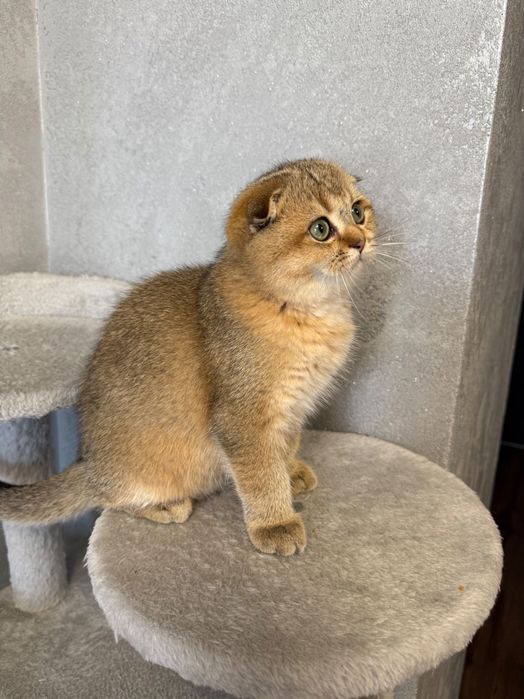 Zwisłoucha szkocka szynszyla