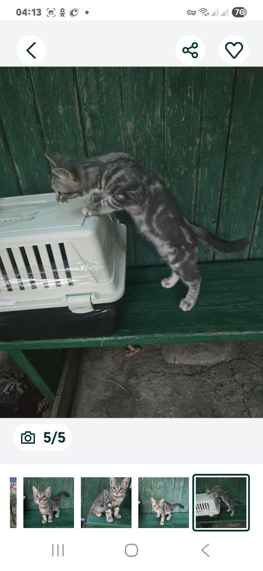 Отдам котенка 5 мес.Мраморный окрас.Оринтирован на человека.