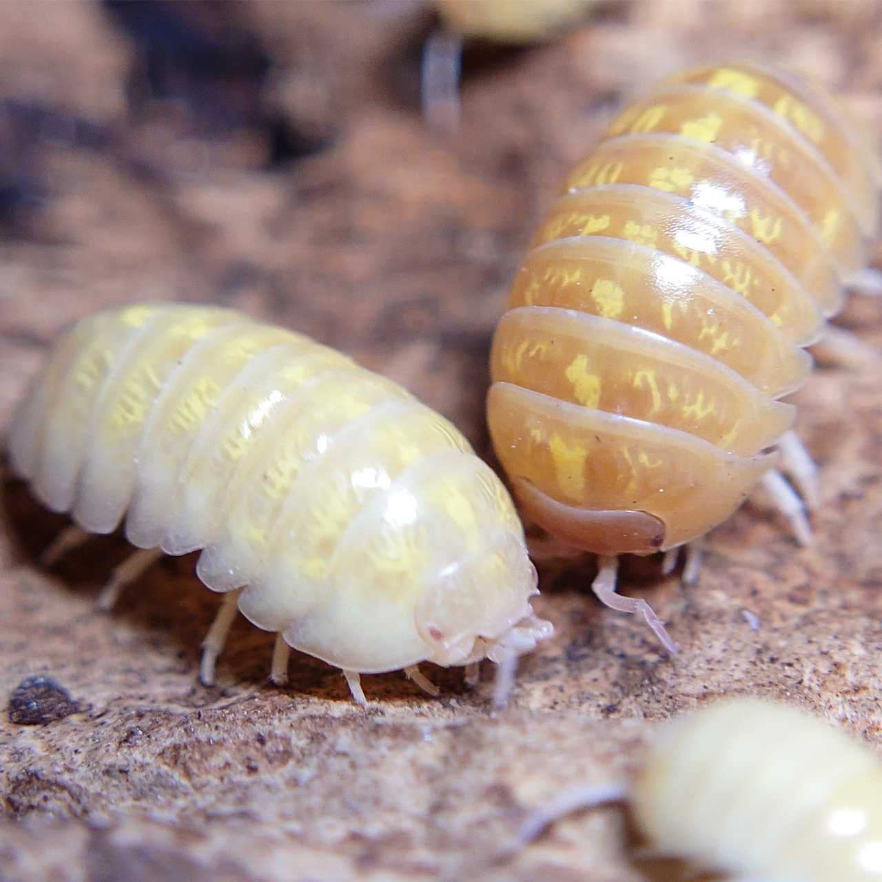 Armadillidium vulgare albino t+, isopody, kulanki, 10 szt.