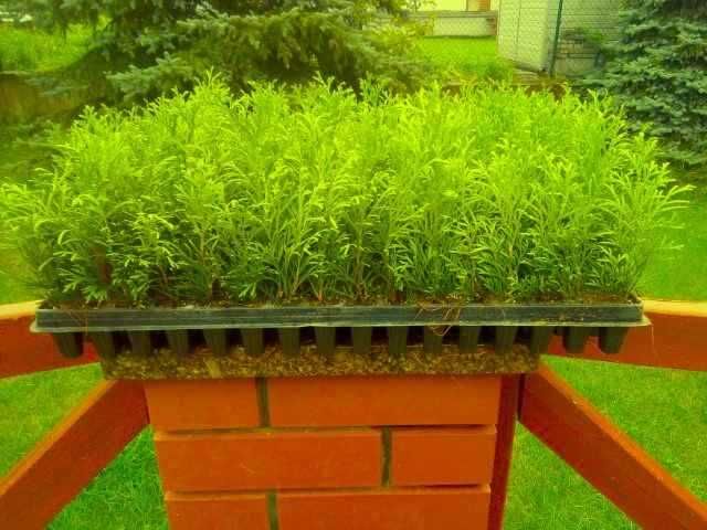 tuja szmaragd, brabant , jałowiec , laurowiśnia